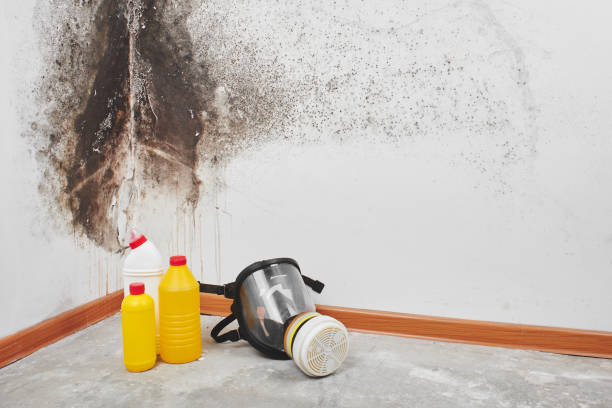 Best Insurance-Related Mold Remediation in Ashburn, VA