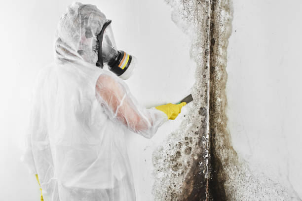 Best Commercial Mold Remediation in Ashburn, VA