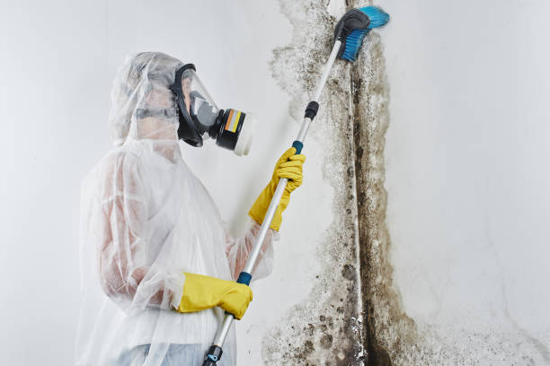 Professional Mold Remediation in Ashburn, VA