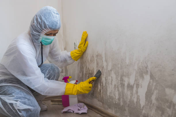 Best Post-Flood Mold Remediation in Ashburn, VA