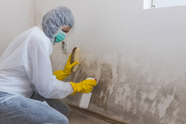 Best Health and Safety Mold Remediation in Ashburn, VA