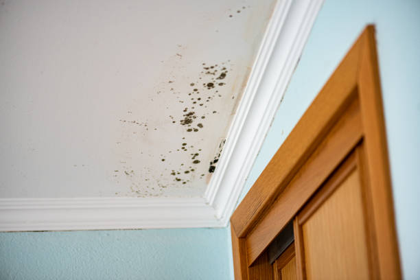 Best Residential Mold Remediation in Ashburn, VA