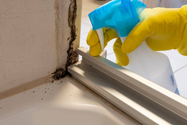Best Emergency Mold Remediation in Ashburn, VA