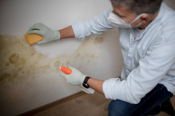 Best Residential Mold Remediation in Ashburn, VA