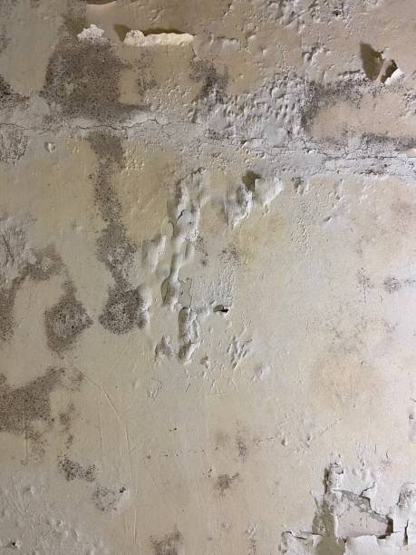 Best Mold Remediation for Schools in Ashburn, VA