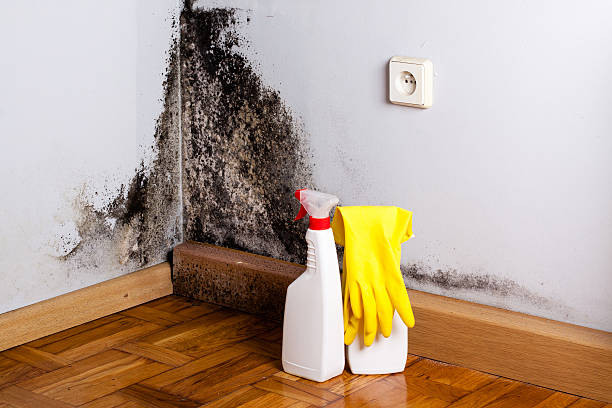 Best Basement Mold Remediation in Ashburn, VA