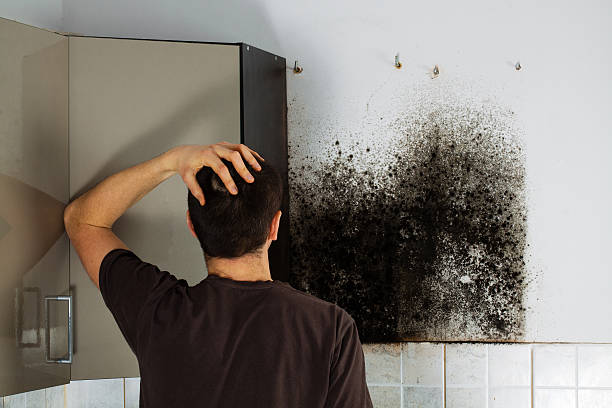 Trusted Ashburn, VA Mold Remediation Experts